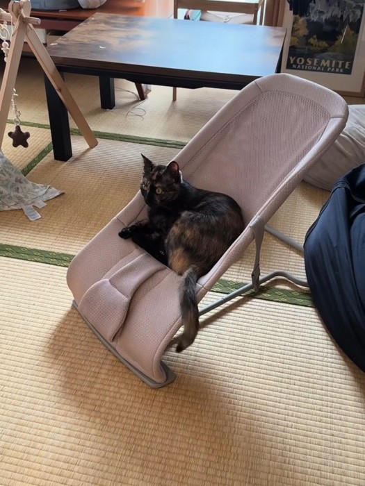 ベビーチェアに座る猫