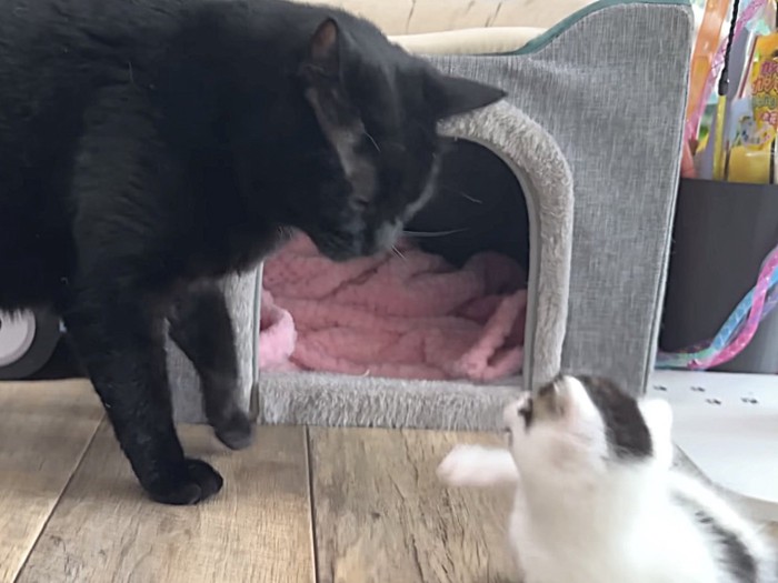 黒猫に気づいて驚く子猫