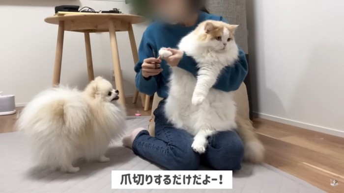 猫を抱く人間と犬