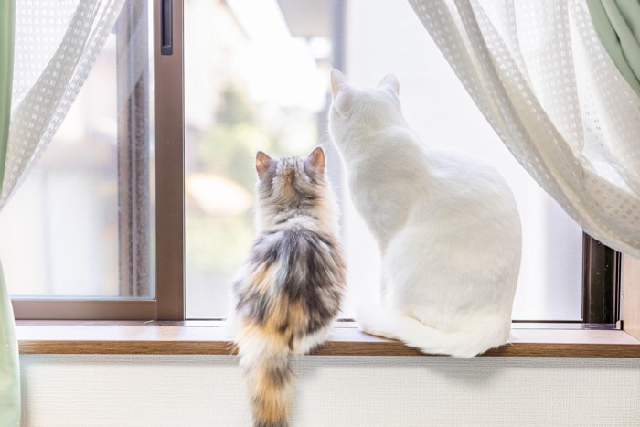 窓の外を見る二匹の猫