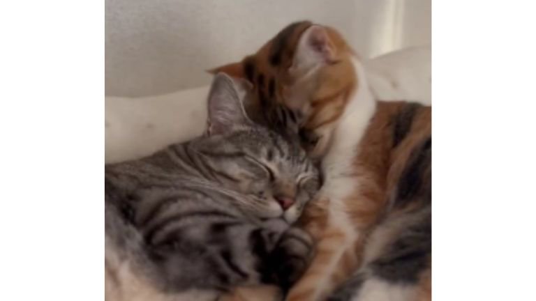 寄り添う猫たち