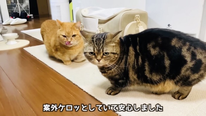 カメラ目線の2匹のマンチカン