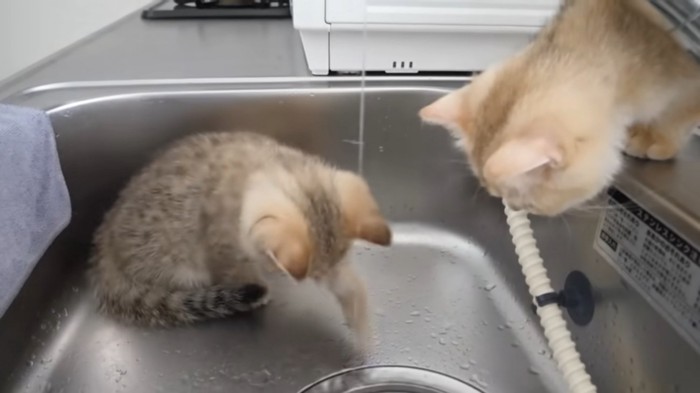 パンチする子猫