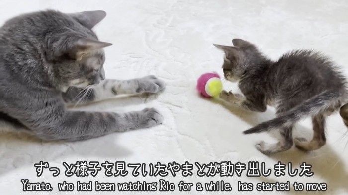 テロップ「ずっと様子を見ていた~」