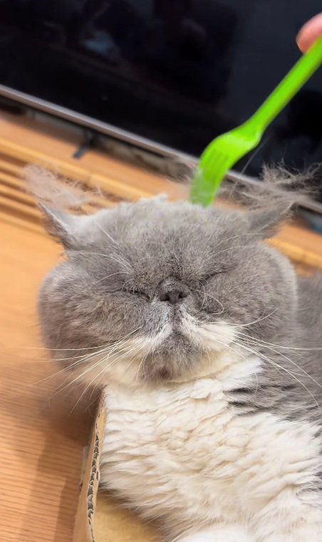 頭をほぐされる猫