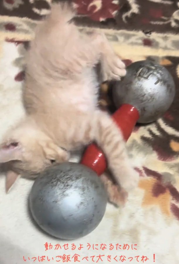 ダンベルに抱きつく猫