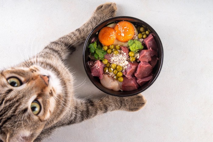 猫とご飯