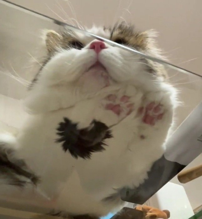 寝そべっている猫