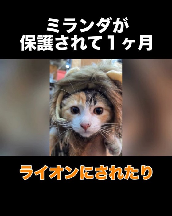 ライオンのコスプレをする子猫