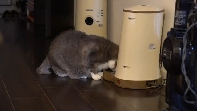 自動給餌器を覗く猫