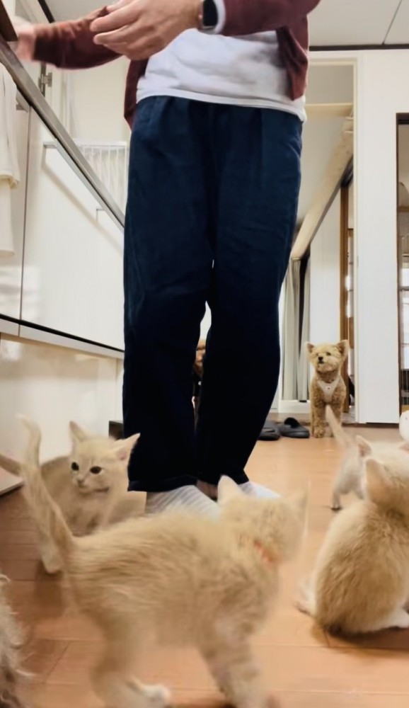 投稿主さんのごはんの準備が待ちきれず騒ぐ子猫たち