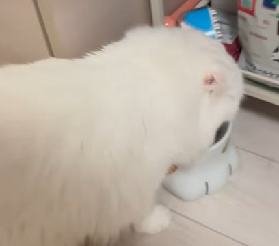 ご飯を食べる猫