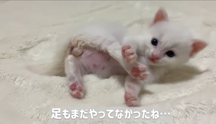 横になって毛づくろいしている子猫