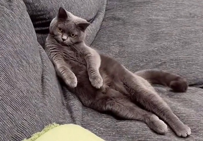 セクシーポーズをする猫