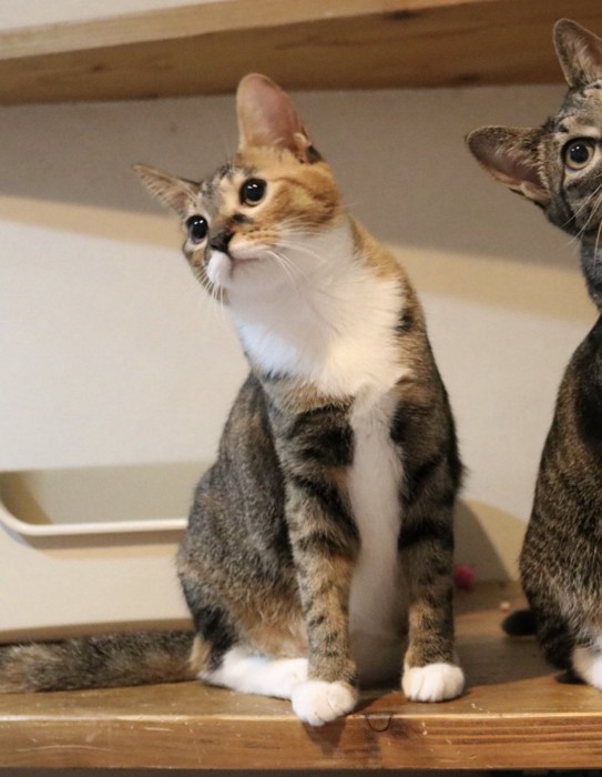 左側を向いている左端の猫