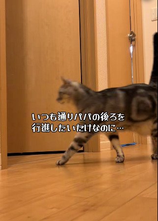 しっぽを立てて廊下を歩くジャックくん