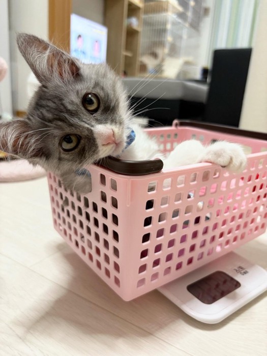 上目遣いの子猫