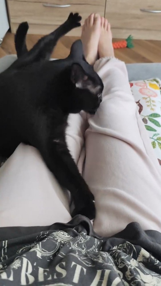 ひざから落ちる猫