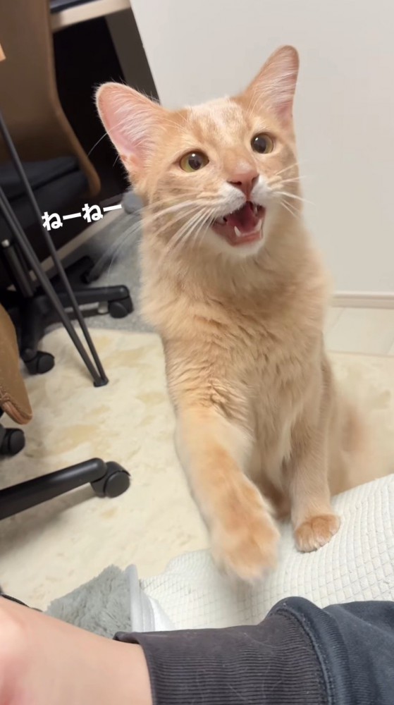 飼い主の腕をタッチして鳴き声をあげる猫