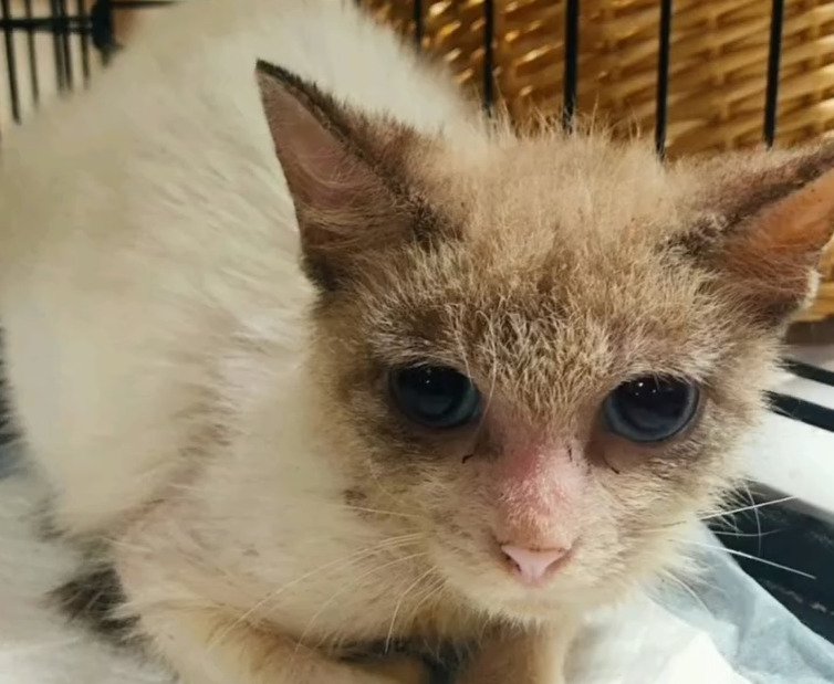 ケージに入った猫