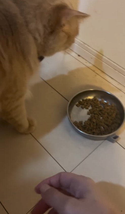 ご飯が入っているお皿を見つめる猫の斜め後ろ姿