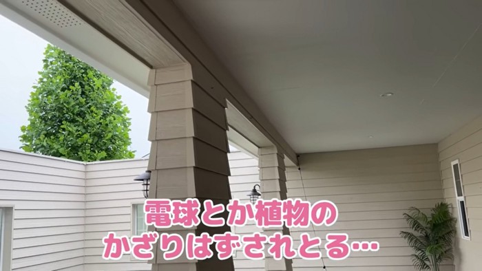 昨日まであった巣の足場がない…