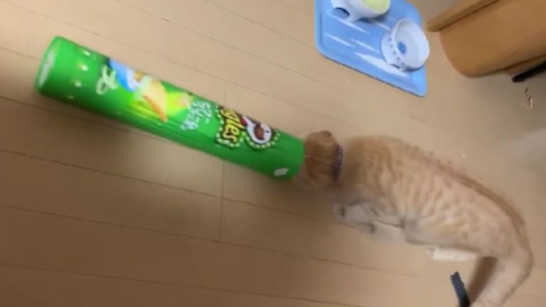 ポテトチップスの筒で遊ぶ猫
