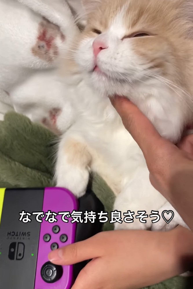 目を細める猫