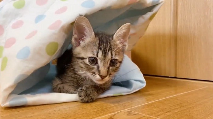 トンネルに入っている子猫
