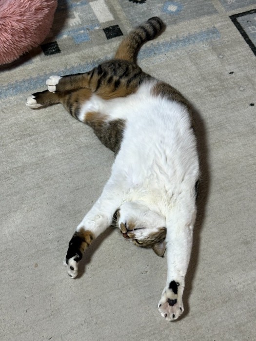 のびをしている猫