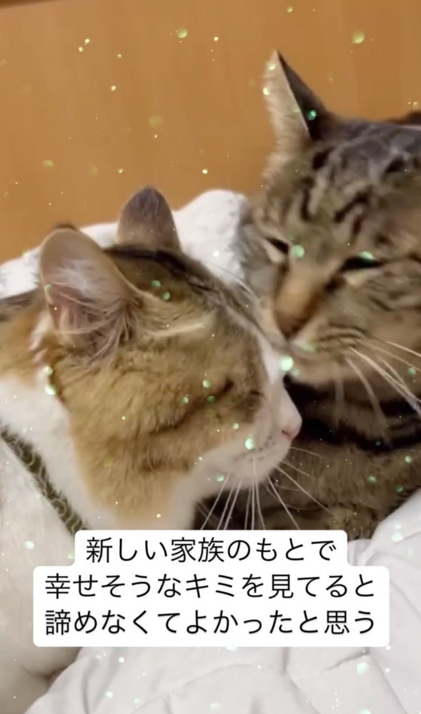 先住猫に寄り添う猫