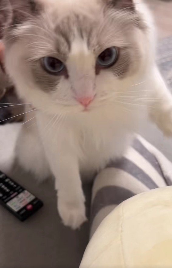 抱っこされる猫