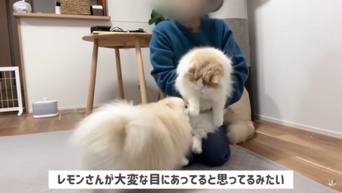 猫を抱く人間と犬
