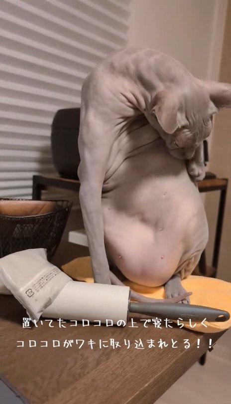 コロコロの近くでお腹の毛づくろいをしている猫