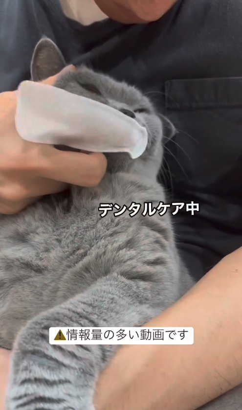 歯磨きシートで歯を磨かれているグレー猫