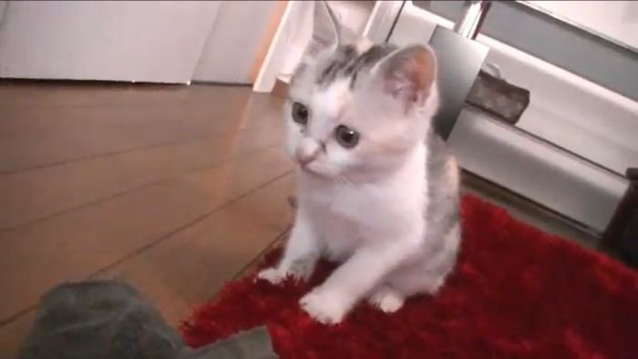タオルとともに止まるネコ吉ちゃん