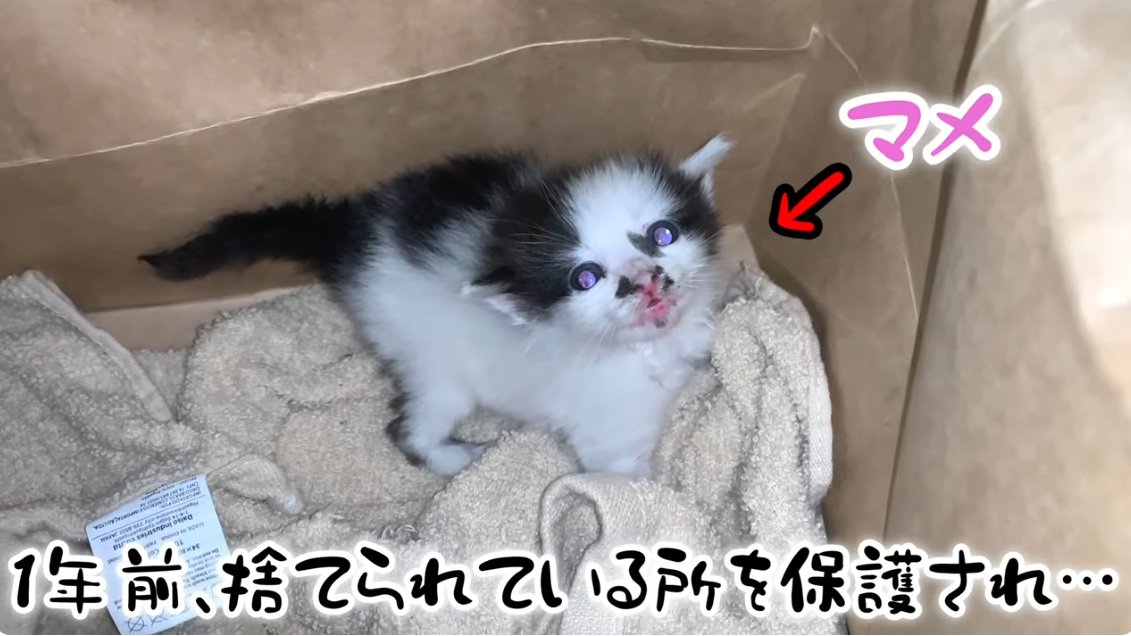 箱の中にいるぶちの子猫