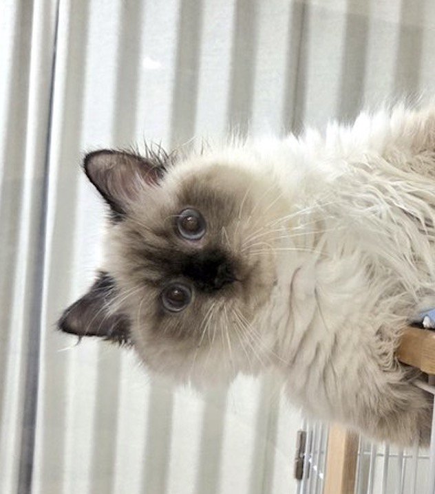 ケージの上から半分近くはみ出ている猫の上半身