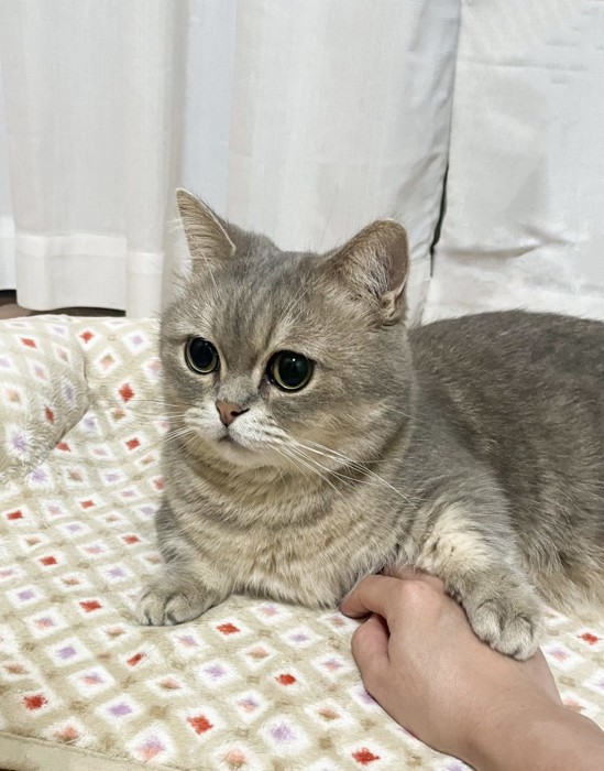 人の手の上に前足を乗せる猫