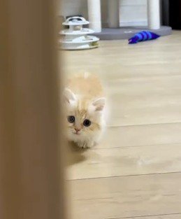 壁の裏に隠れる飼い主に近寄る猫