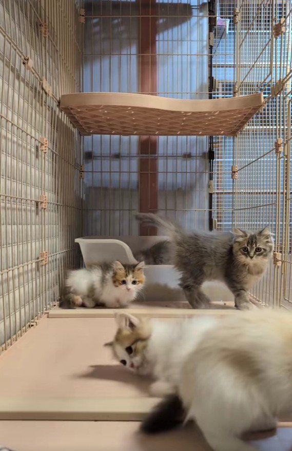 遊んでいる子猫たち