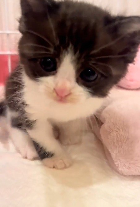 ケージの中の子猫