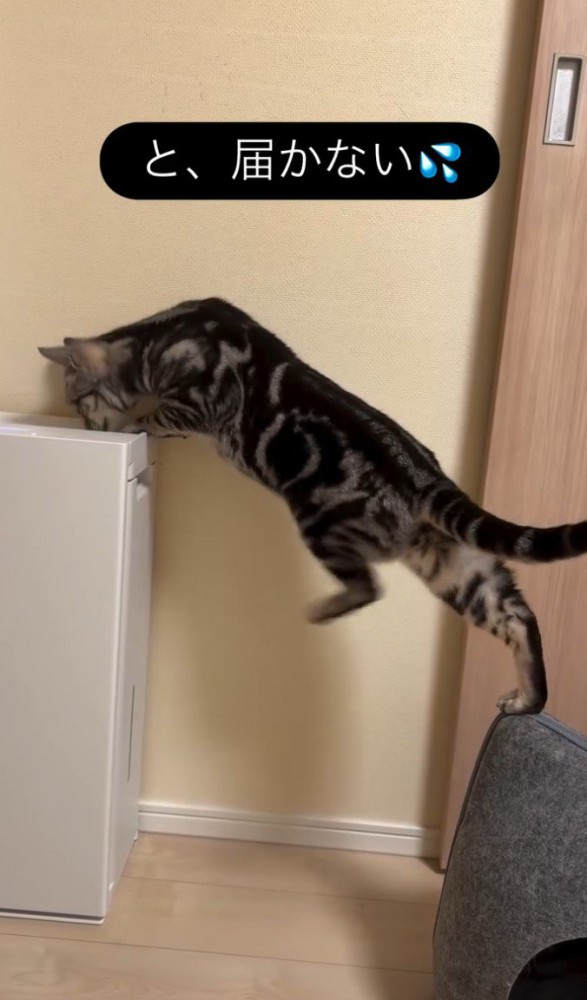 左足を上げた猫（足の位置：真ん中）