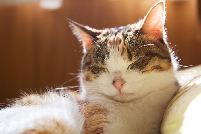 気持ちよさそうに目をつぶる猫