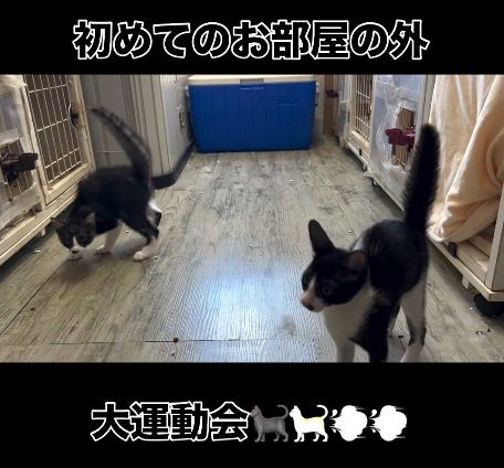 遊びに来た猫