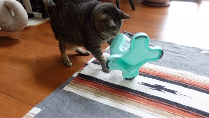 おもちゃに前足をかけて倒すキジトラ猫