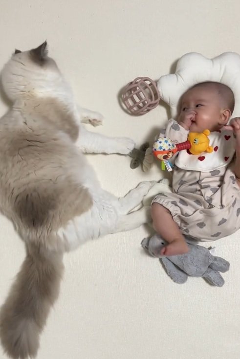 寝転がっている赤ちゃんと猫