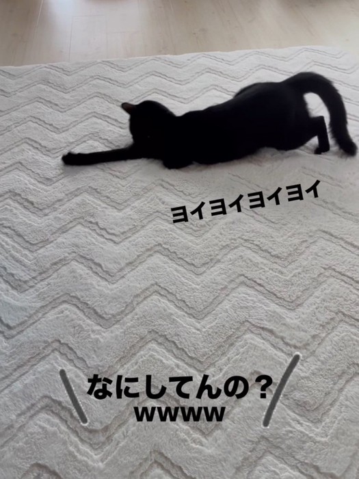 前足を伸ばす猫