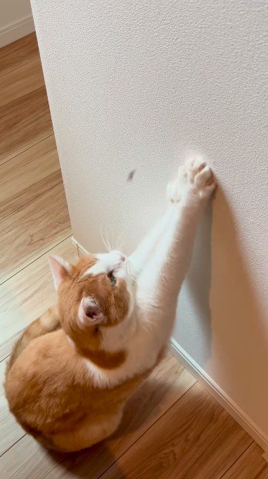 壁から飛び降りる虫を見つめる猫