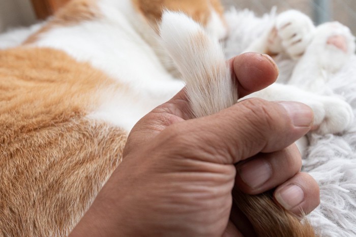 猫の尻尾を触る飼い主